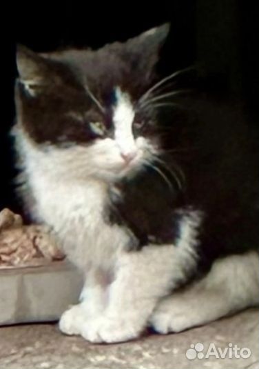 Котенок мальчик в добрые руки