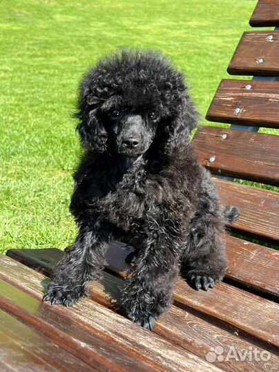 Той-пудель мини