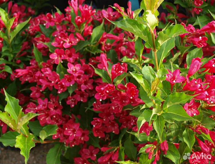 Вейгела красный цвет