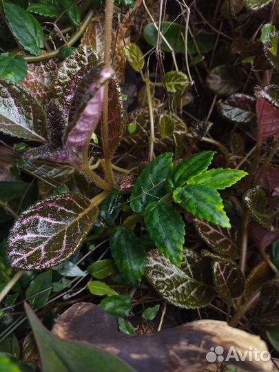 Террариум Exo Terra large (90*45*45)