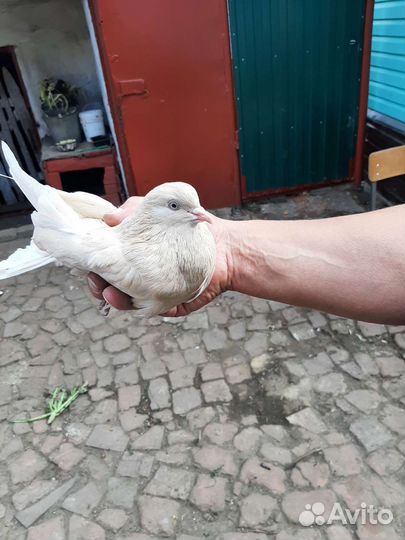 Высоколётные голуби