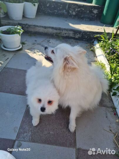 Щенки шпица