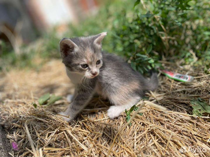 Котенок в добрые руки