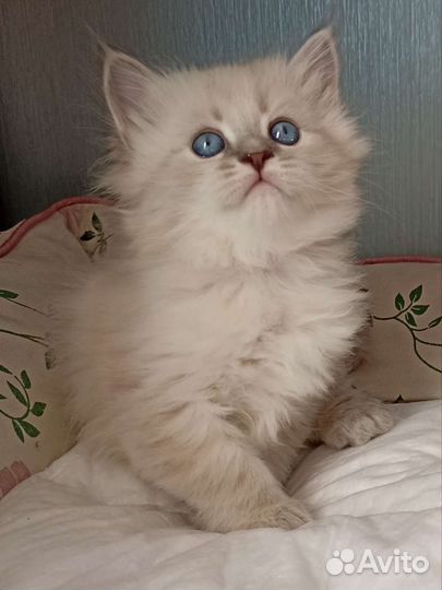 Ласковые котята для семьи с детьми