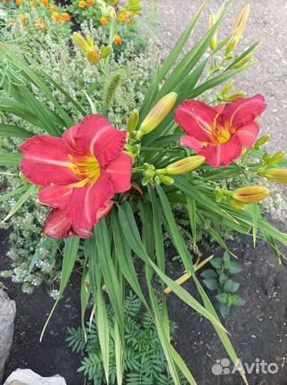 Цветы многолетники для сада