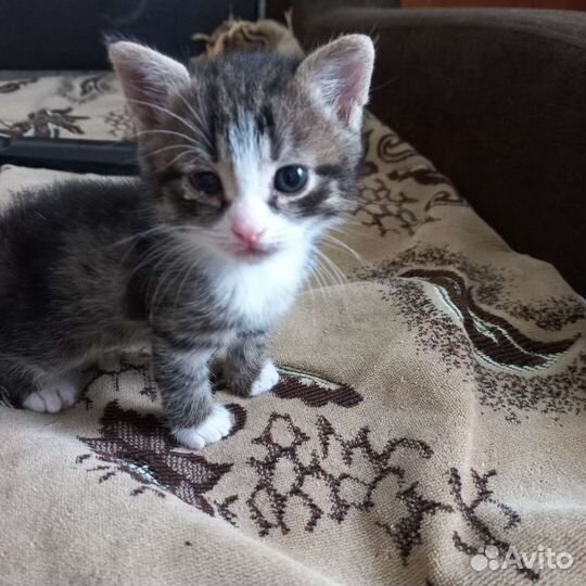 Котенок Сема