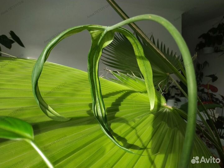 Филодендроны