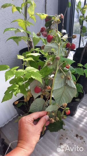 Малина штамбовая Сказка