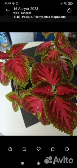 Панданус,Колеус, Декабрист,Замиакулькас, фикус