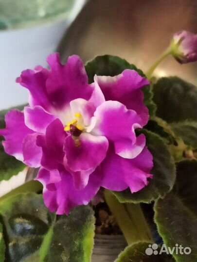 Фиалка цветущие