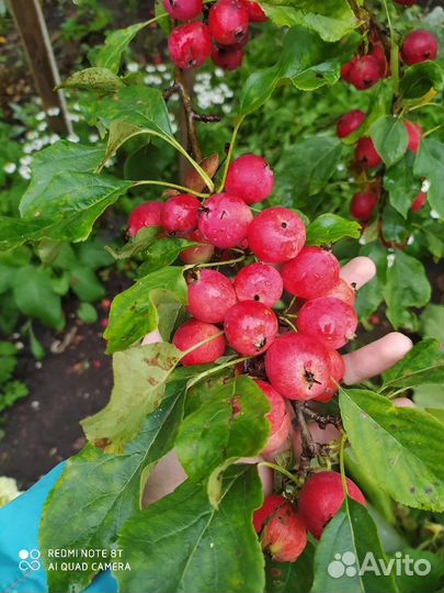 Яблочки Райские 1кг- 60