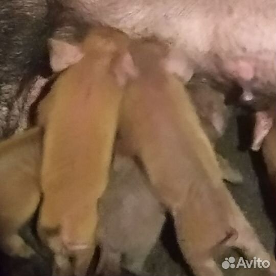 Поросята Дюрок