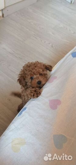 Няшка mini мальтипу