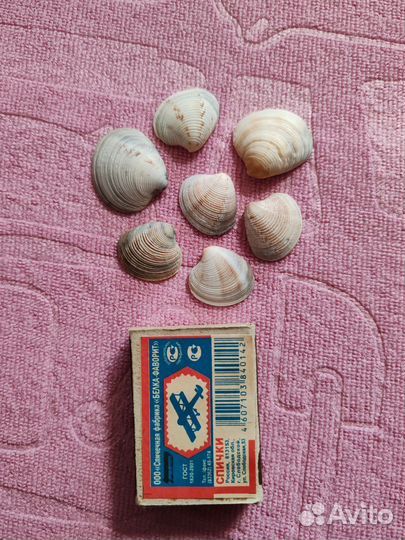 Ракушки для творчества, аквариума