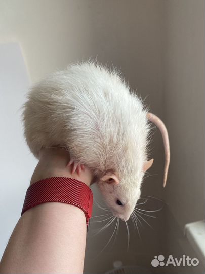 Передержка собак, грызунов догситтер зооняня