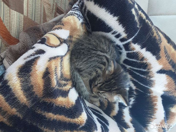 Кошка в дар бесплатно