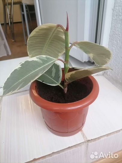 Фикус каучуконосный