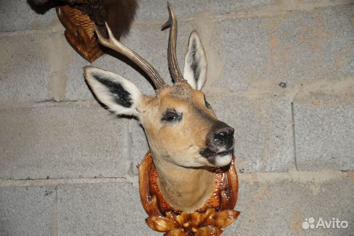 Чучела на медольене