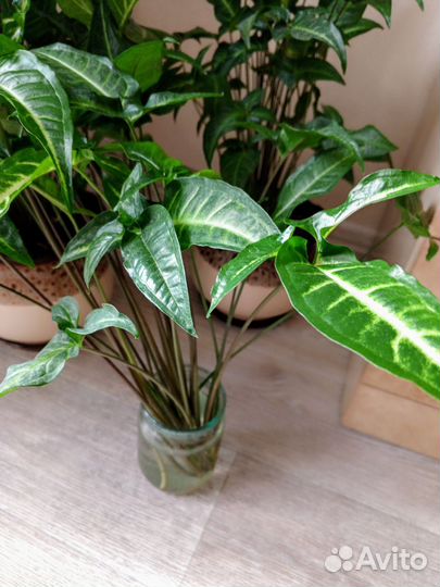 Сингониум Спир Поинт