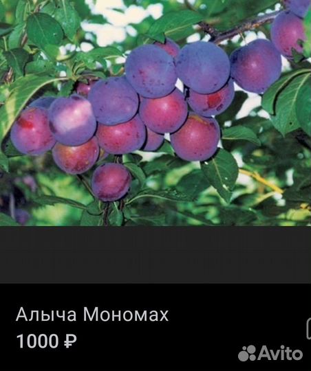 Алыча мономах