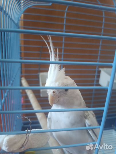 Попугай корелла с клеткой