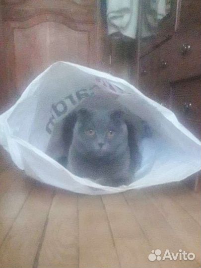 Отдам в добрые руки кота шотландец 3 года