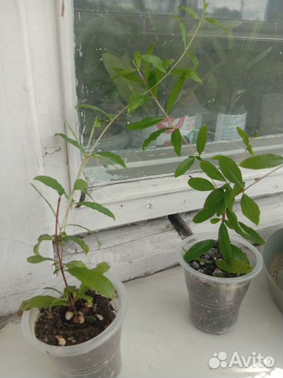 Гранат карликовый плодоносящий