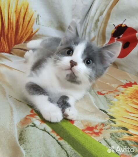 Котенок девочка