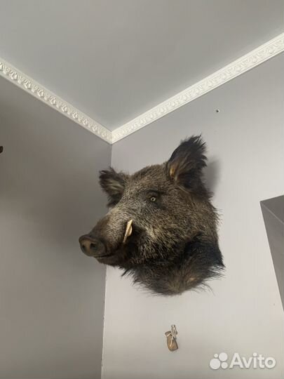 Чучело головы кабана