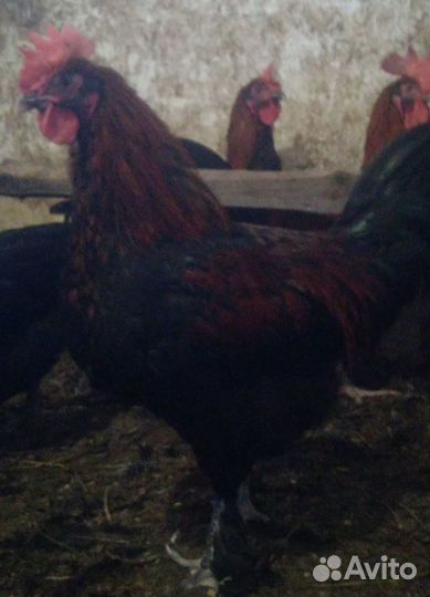 Петух араукана, австралорп, маран