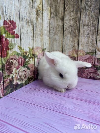 Мини крольчата