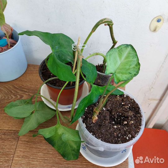 Сингониум,эписция,филодендрон