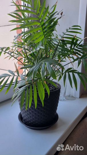 Пальма хамедорея