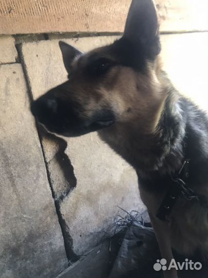 Щенки немецкой овчарки