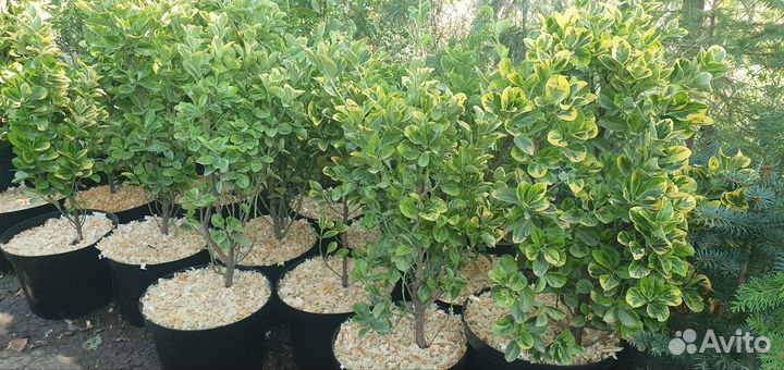 Бересклет форчуна