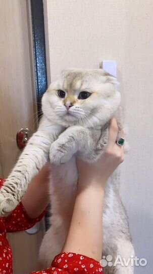 Вязка кота шотландский вислоухий