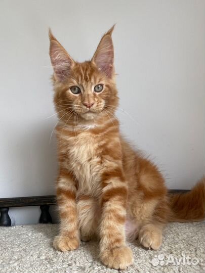 Рыжий котенок мейкун