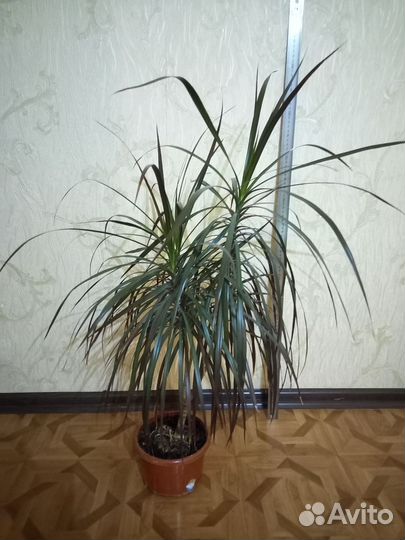 Драцена Маргината (драцена-пальма)