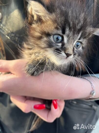 Кошки бесплатно