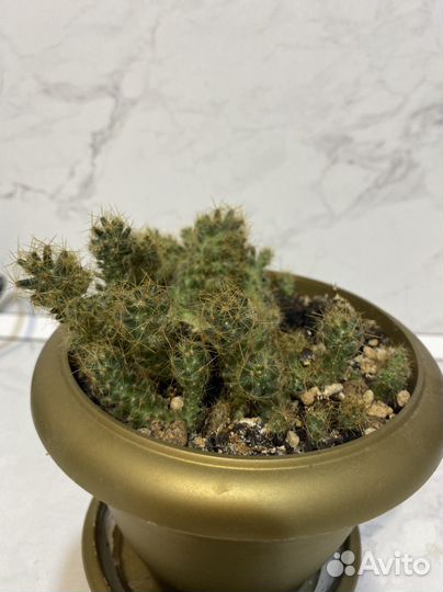 Кактус маммилярия