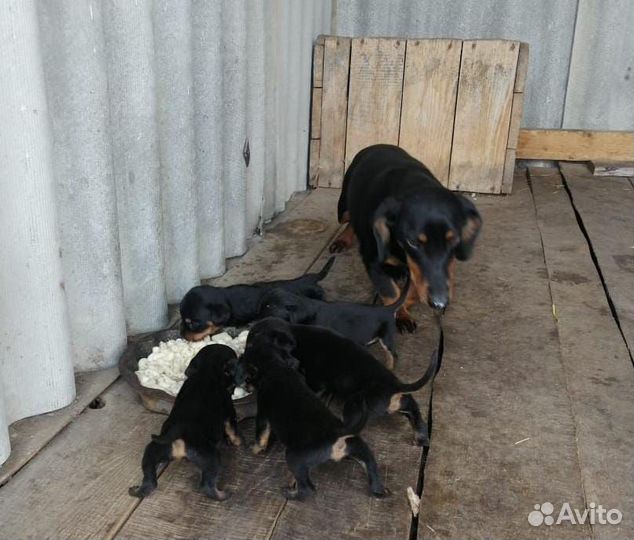 Щенки таксы