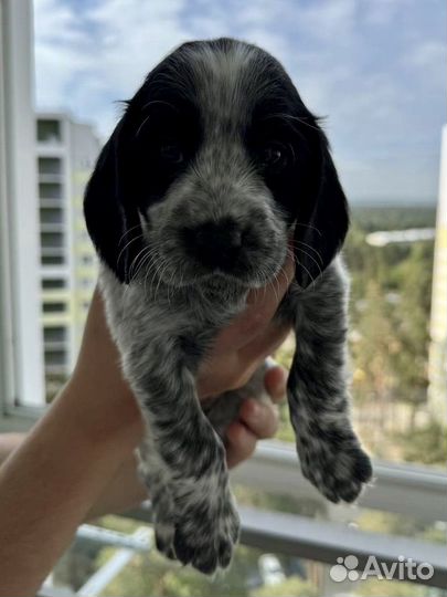 Русский охотничий спаниель щенки