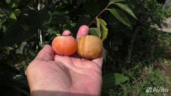 Хурма виргинская саженцы, свежепророщенные