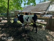 Корова голштинской породы нетель, козы, дорпер
