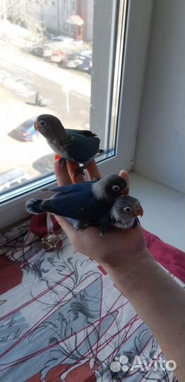 Масковые неразлучники