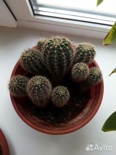 Кактус (детки)