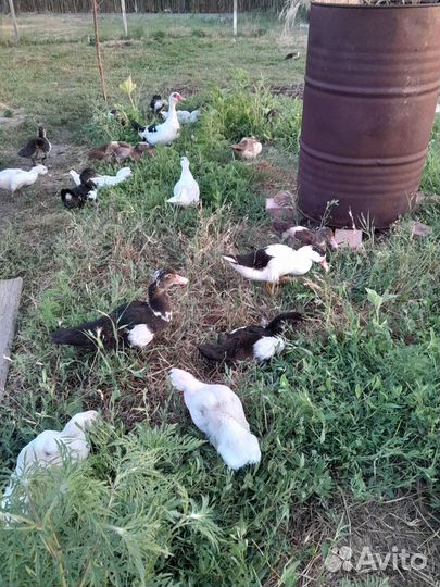 Продам утят апрельских шыпун