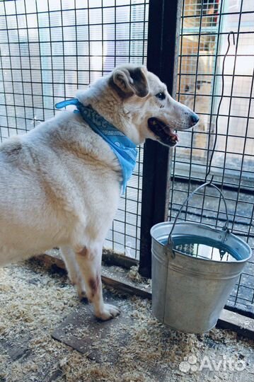 Самая добрая на свете собака умрет в приюте