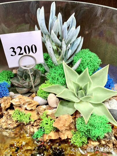 Флорариум в форме 