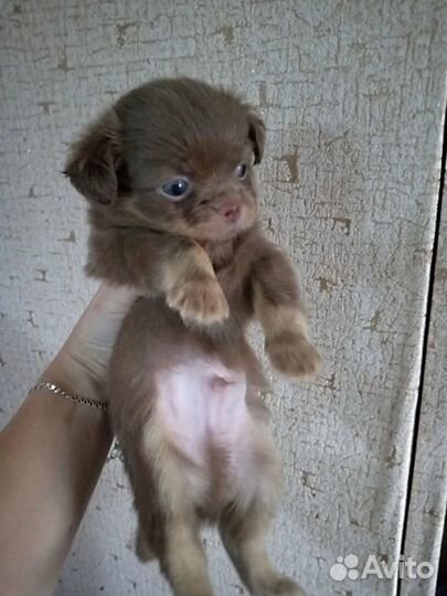 Щенки чихуахуа